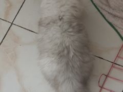 -爱佳宠物中心医院24H·CT·骨外科·猫专科(瑶海万达店)