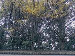 -西湖风景区十里琅珰-五云山