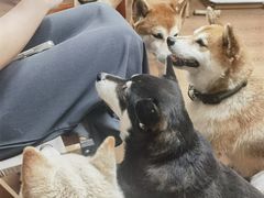 -是阿柴呀！柴犬咖啡·爱喵喵猫咖