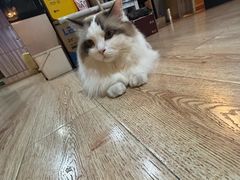 -白兔子密室(长寿路店)