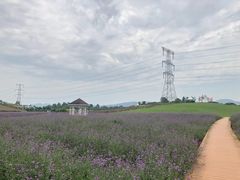 -紫颐香薰山谷景区