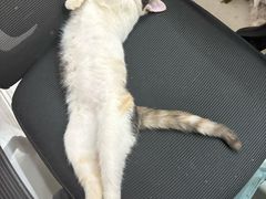 -达爱动物医院·犬猫分区·CT·复杂眼科(远洋山水分院)