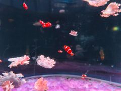 -欢乐海岸海洋奇梦馆