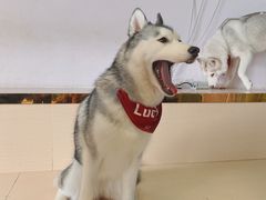 -Husky Go! 哈士奇体验馆·宠物咖啡厅狗咖