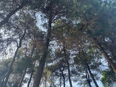 -铁山坪森林公园