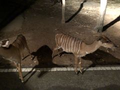 -清迈夜间动物园