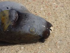 受赤潮影响被海浪打到岸上的死鱼-环滩岛