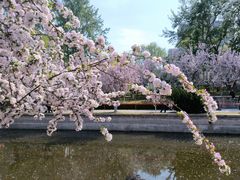 -海棠花溪(元大都城垣遗址公园)