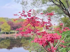 -范蠡湖公园