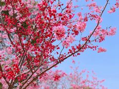 -顾村公园
