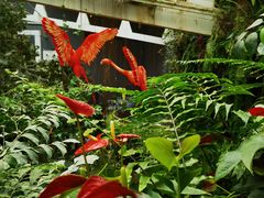 -正佳雨林生态植物园