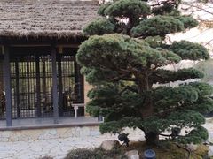-荷兰花海