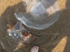 -北戴河圣蓝海洋公园