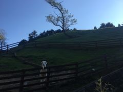 -神户市立六甲山牧场