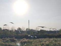 -盐城丹顶鹤湿地生态旅游区