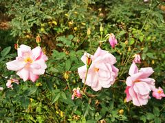 -南宁良凤江国家森林公园