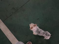 -美联众合动物医院·24h转诊中心