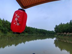 -合肥滨湖国家森林公园