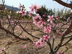 -彩虹鹰嘴桃石峡龙眼生态果园