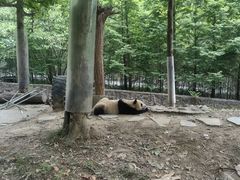 -都江堰中华大熊猫苑