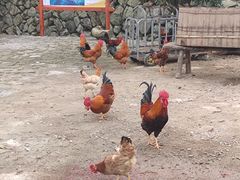 -杨家堂村