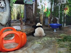 -海南热带野生动植物园