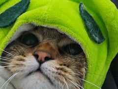 -爱洗澡的猫(望京店)