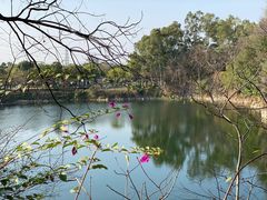 -王借岗森林公园