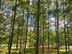 -黄海国家森林公园