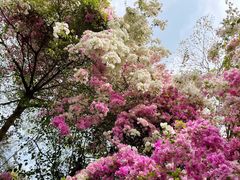 -深圳国际园林花卉博览园