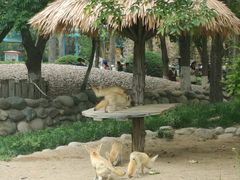 -北京野生动物园