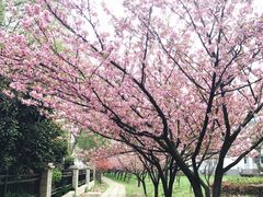 -南京农业大学(浦口校区)