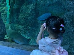-芜湖新华联大白鲸海洋公园