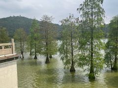 -顺峰山公园