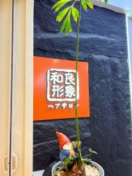 -和良形象