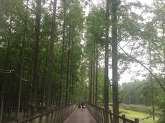 -黄海国家森林公园