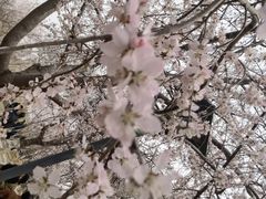 -桃花堤公园