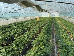 -尚田草莓姑娘白草莓采摘基地