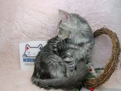 -十年猫舍·猫咪专门店(普陀店)
