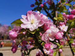 -海棠花溪(元大都城垣遗址公园)