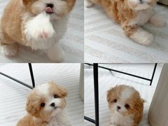 -FAELING PETS美天灵宠物(合生汇店)