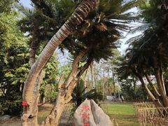 -中国科学院西双版纳热带植物园
