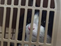 -瑞鹏宠物医院·爱宠堂·骨外专科(西荷分院)