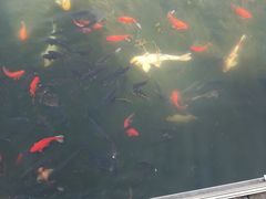 -大清花饺子(山庄店)