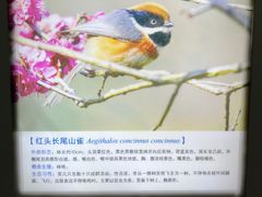 -盐城丹顶鹤湿地生态旅游区