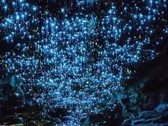 -怀托摩萤火虫洞