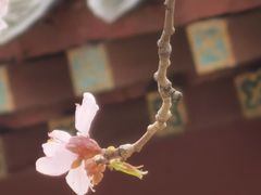-桃花堤公园