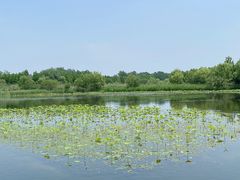 -溱湖国家湿地公园