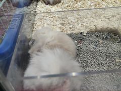 -钓仓鼠(洋桥北里小区店)