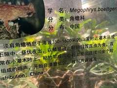 -上海大自然野生昆虫馆(东方明珠·爬宠昆虫探索中心)